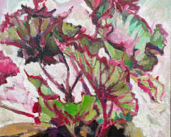 5begonia