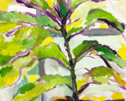 8ficus