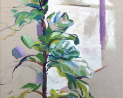 7ficusstudy